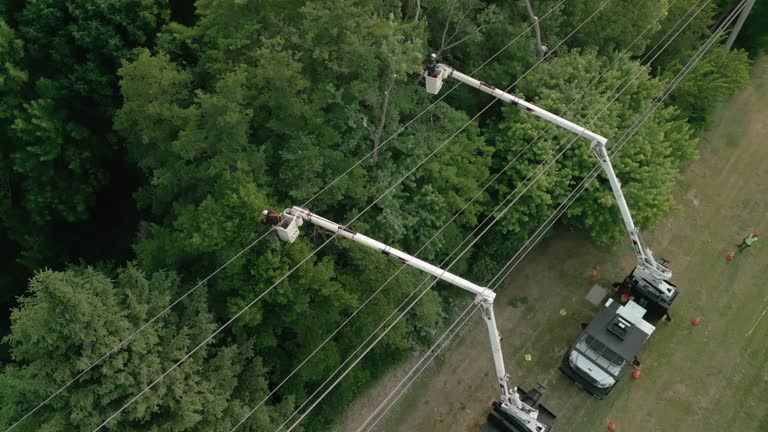 Best Fruit Tree Pruning  in Northgate, OH